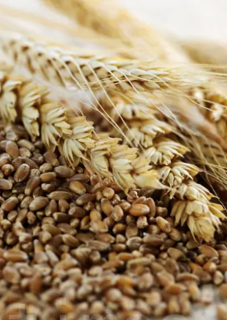谷物 Grains