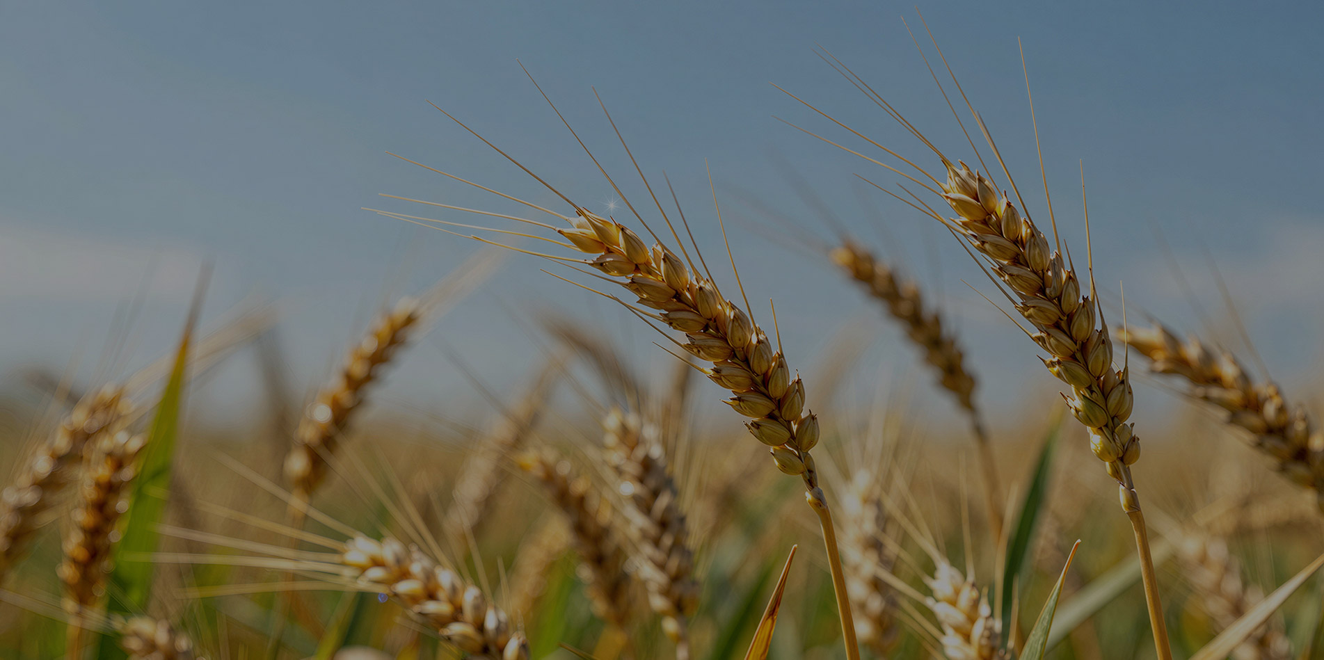 大麦（Barley）