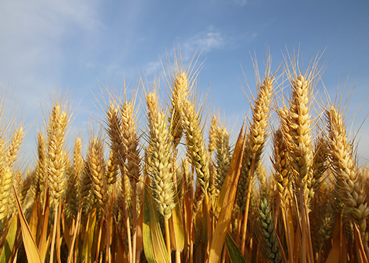 大麦(Barley)