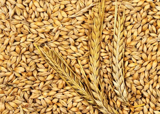 大麦(Barley)