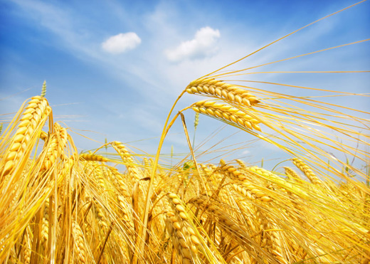 大麦(Barley)