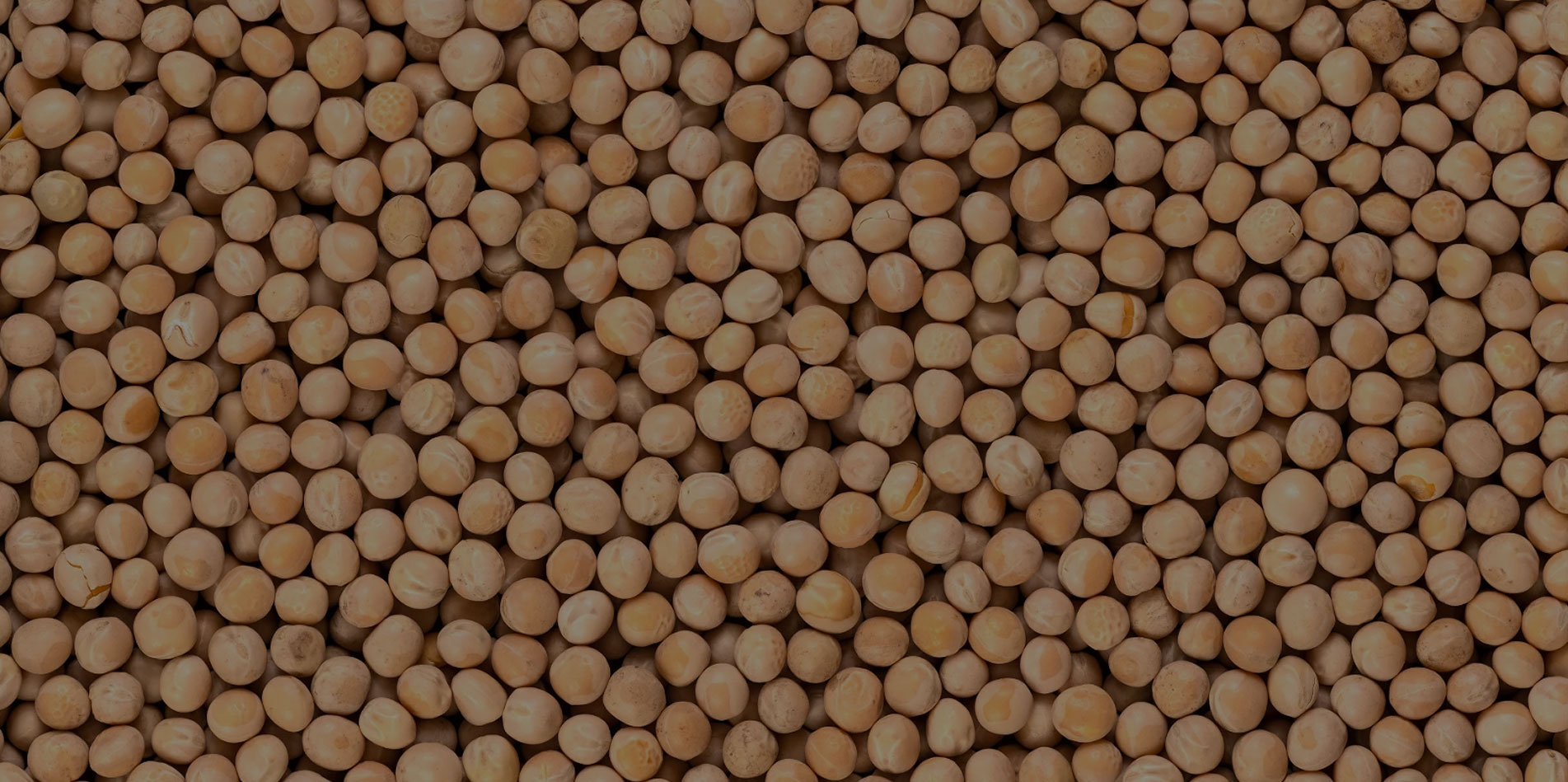 豌豆 Peas