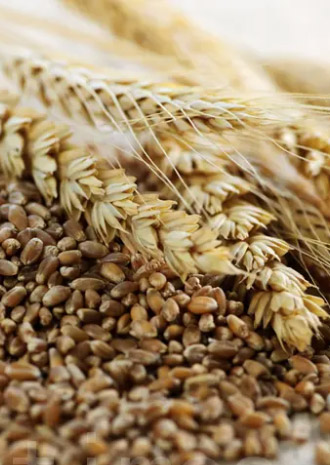 谷物 Grains